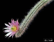 Echinocereus schmollii ©JLcoll.1313.jpg